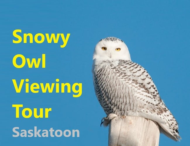 Snowy Owl Viewing Tour
