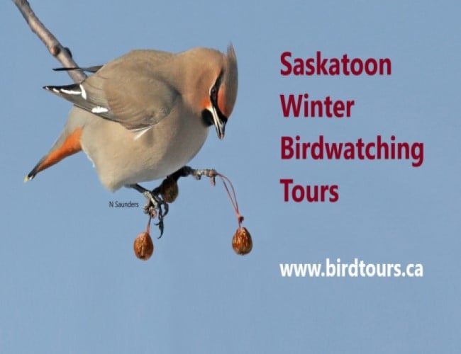 Saskatoon Winter Birdwatching Tour
