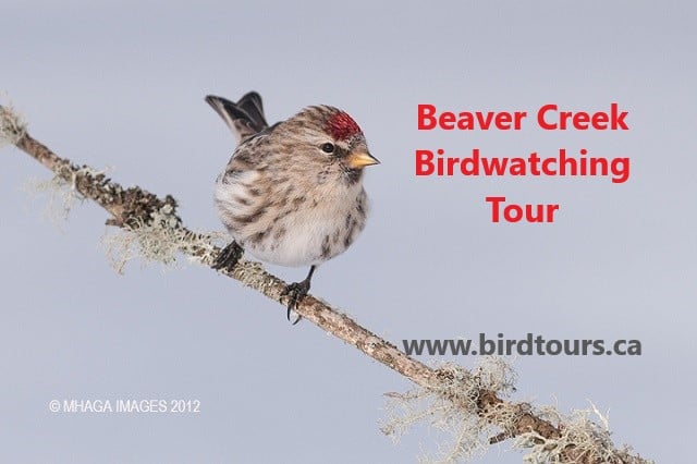Beaver Creek Birdiwatching Tour