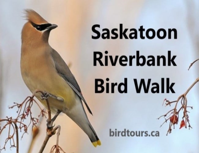 Saskatoon Riverbank Bird Walk
