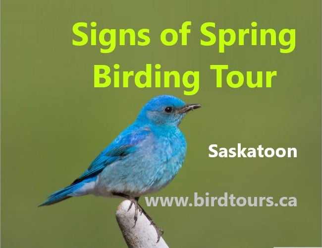 Signs of Spring Birding Tour