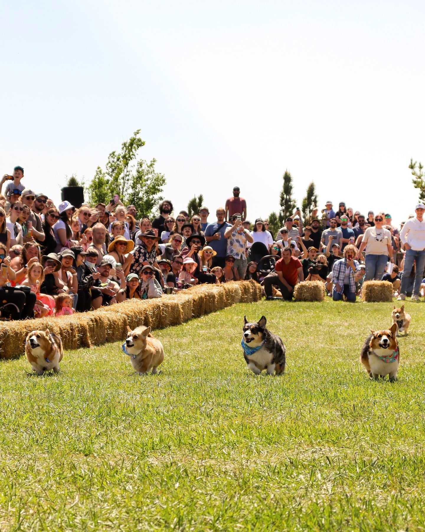 Corgis running in corgi races at Crossmount