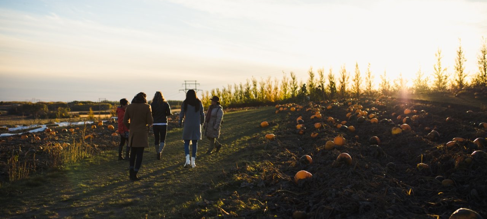 Saskatooning through October