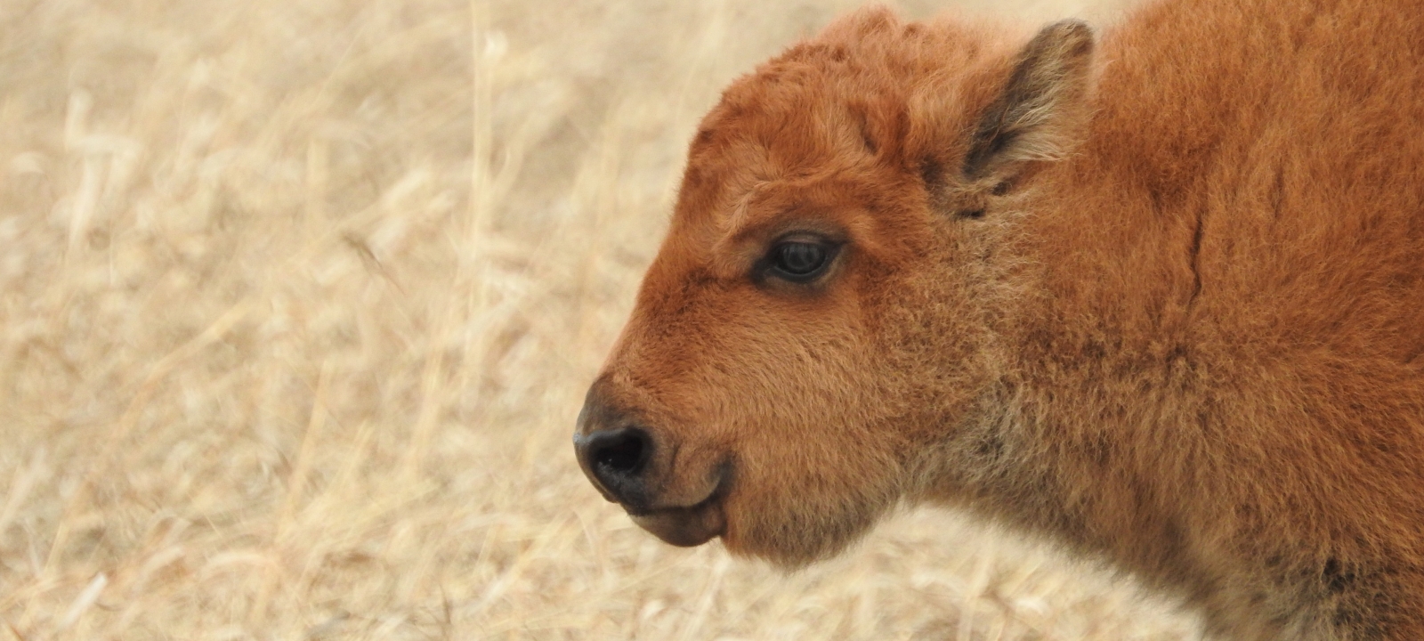 Tourism Week: Wanuskewin Bison