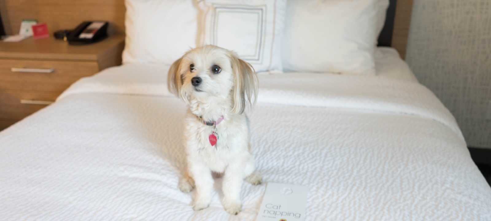 Saskatoon's Pet Friendliest Hotels