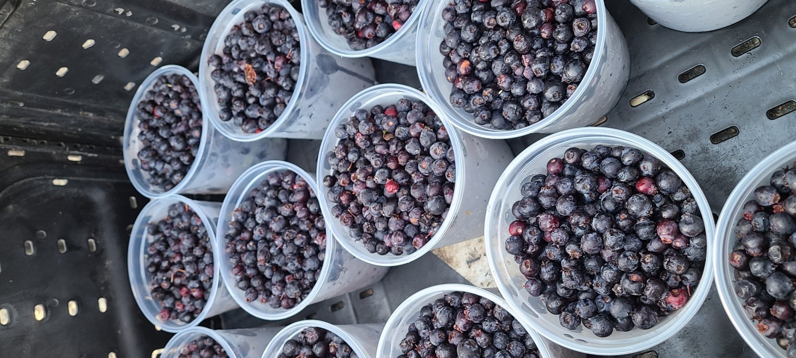 All About Saskatoon Berries!