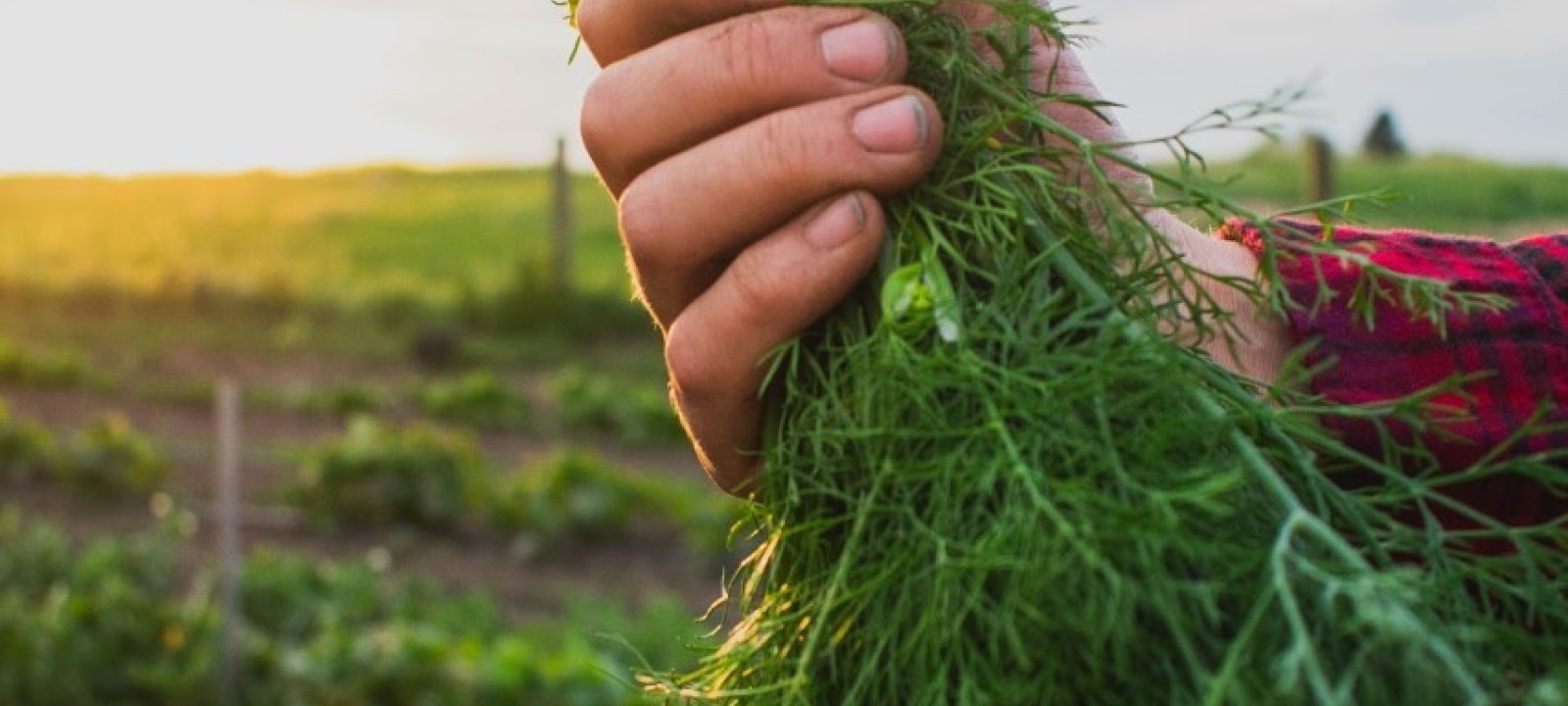 Saskatoon Gardening Experts Share Tips