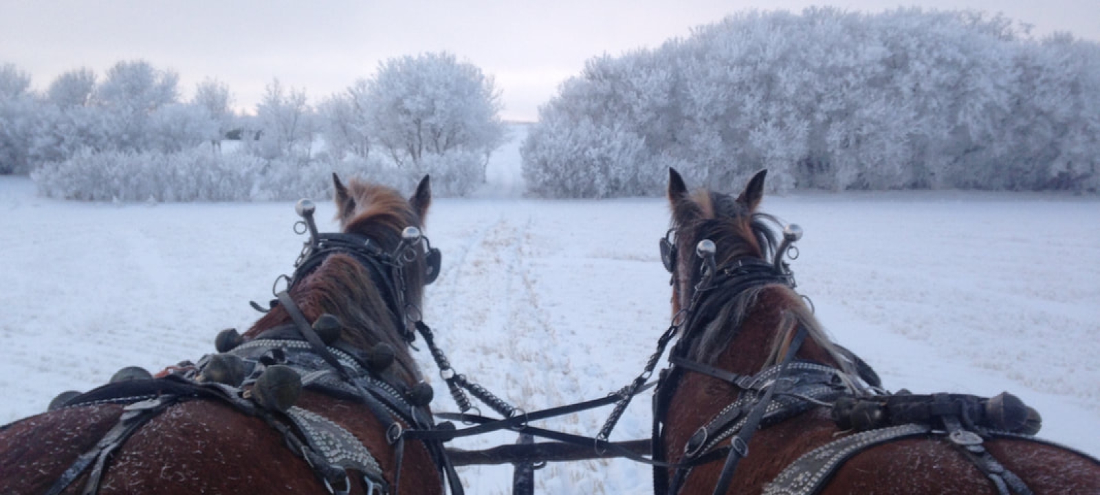 What's Up in #YXE - Jan. 17-22