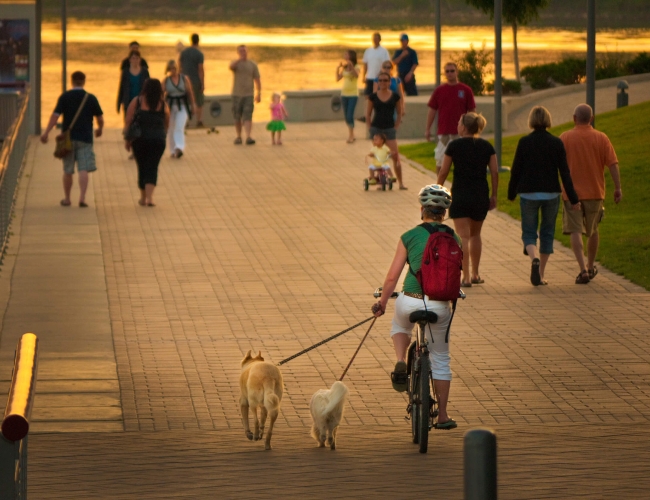 Man ridding a bike in a park while two dogs run beside him