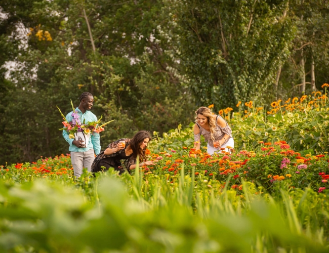 Three individuals in a field picking wildflowers