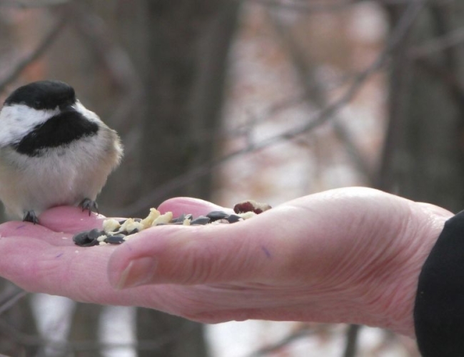 A chickadee eating out of someone's palm