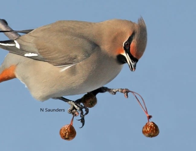 Bird on a branch