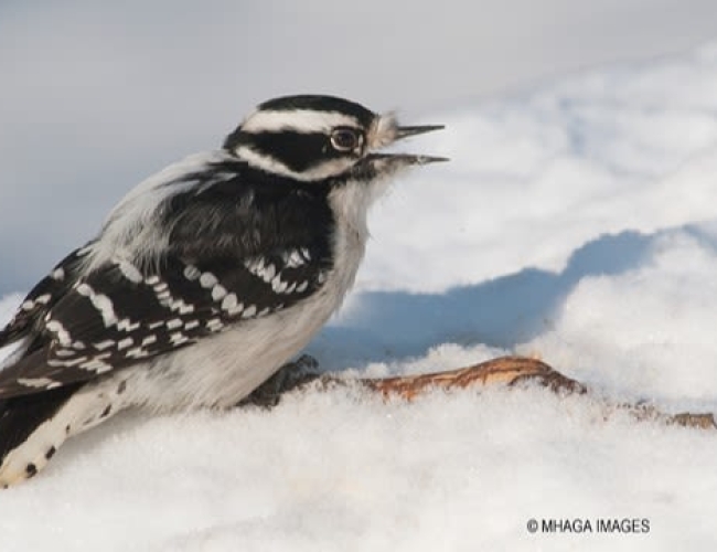 A small black and white bird sitting in the snow