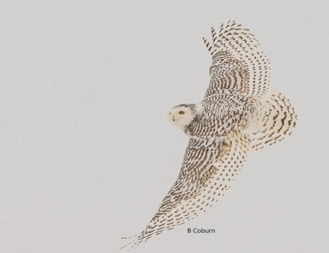 a flying snowy owl
