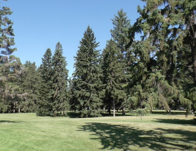 President Murray Park