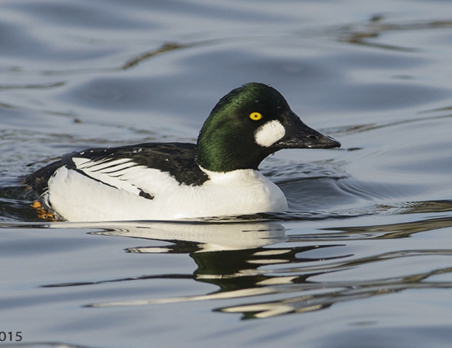 Saskatoon Weir Birdwatching Tour