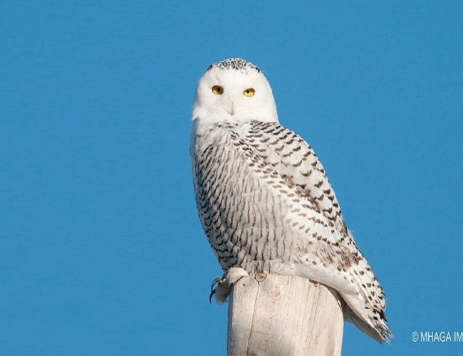 Snowy Owl self-driving group tour