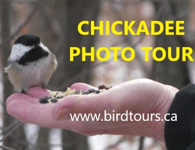 Chickadee Photography and Viewing Tour