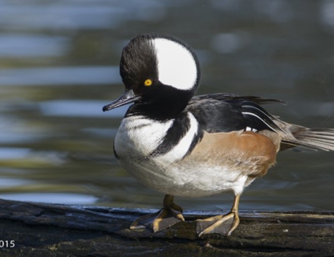 Blackstrap Lake Birdwatching and Bird Photography Tour