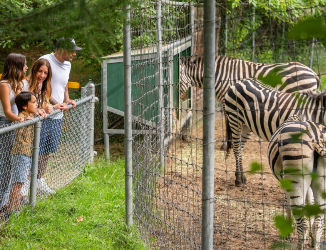 zoo