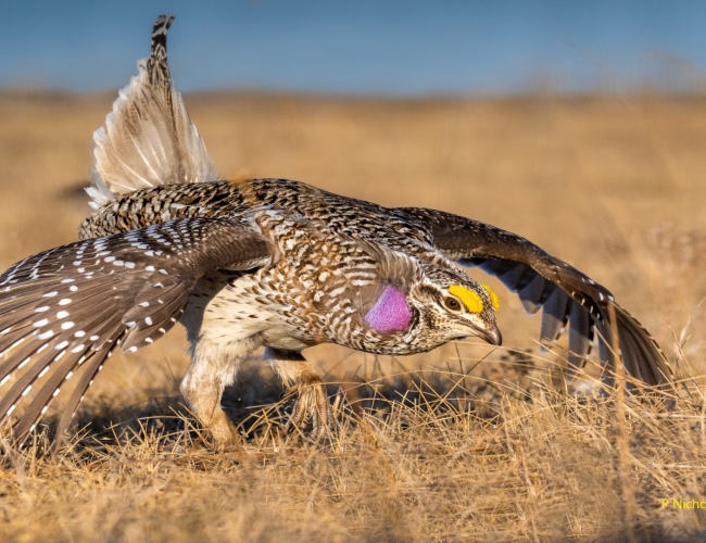 Dancing Grouse Photography Tour