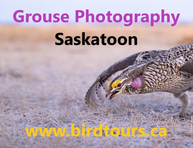 Dancing Grouse Photography Tour