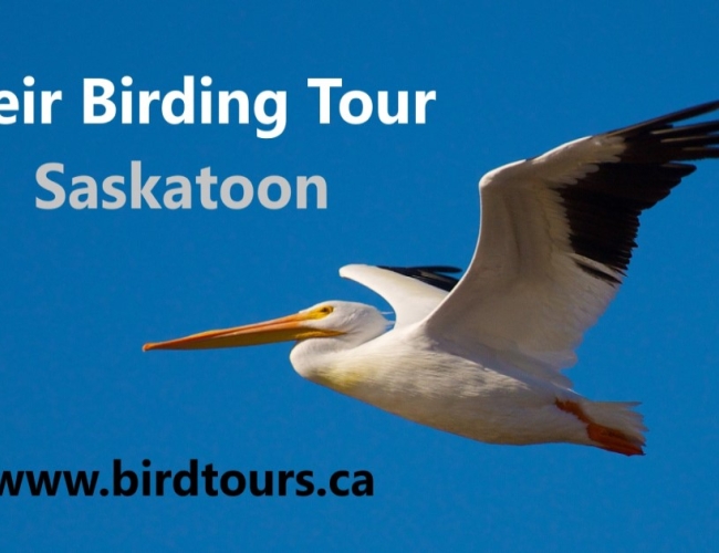Saskatoon Weir Birdwatching Tour