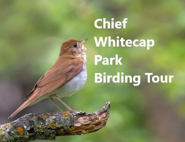 Chief Whitecap Park Birding Tour
