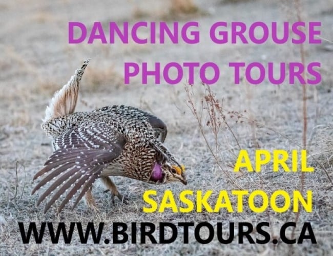 Dancing Grouse 