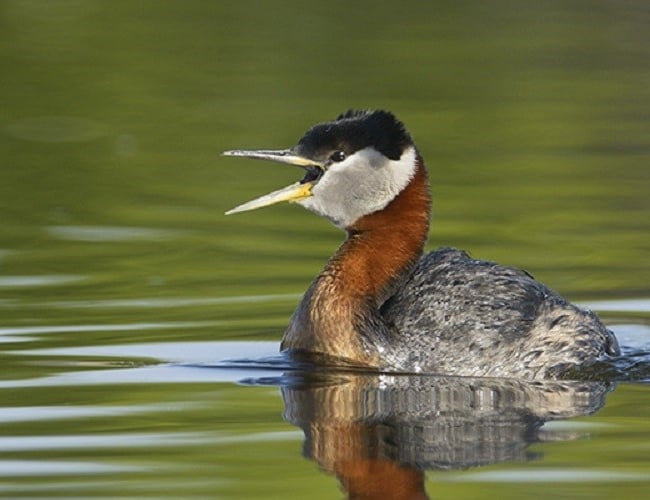 Donna Birkmaier Park Bird Walk Tour