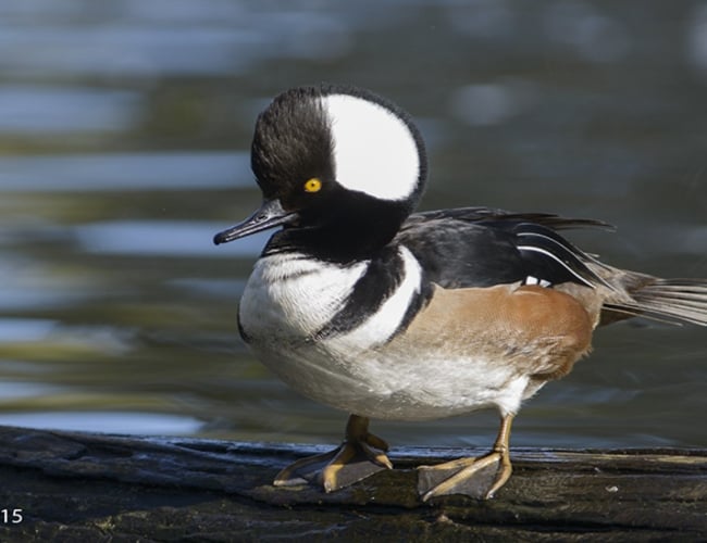 Blackstrap Lake Birdwatching and Bird Photography Tour