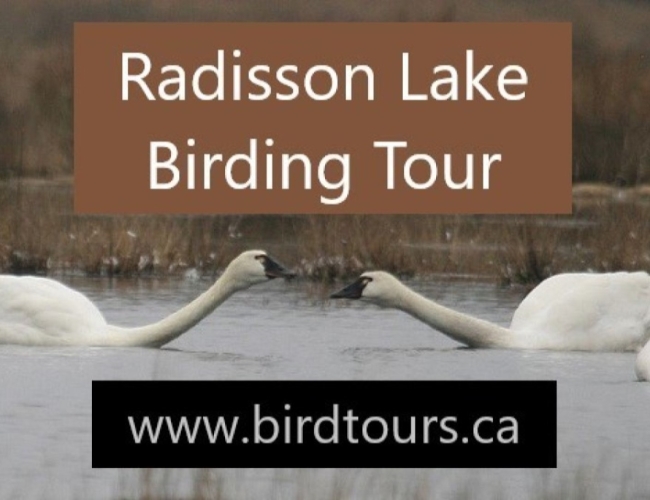 Radisson Lake Birding Tour