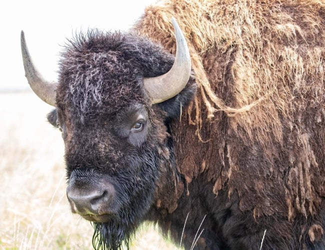 the-return-of-the-bison