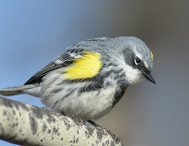 Forestry Farm Park Bird Walk