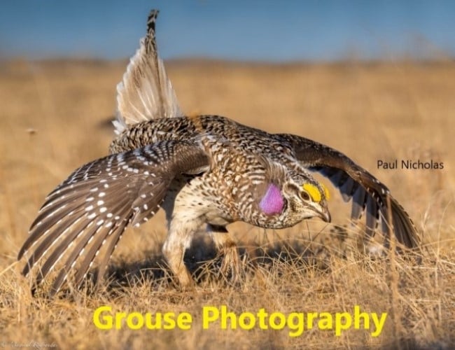 Dancing Grouse Photography Tour