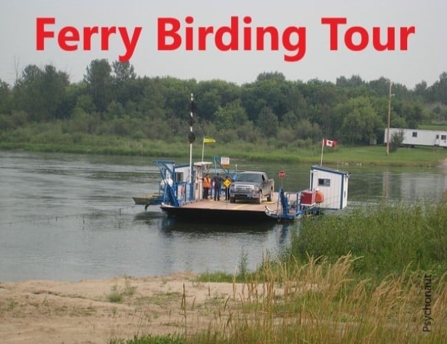 Ferry Birding Tour