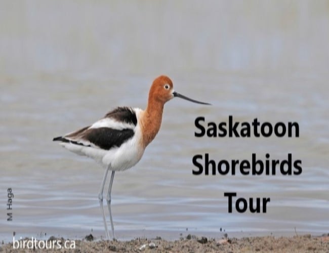 Saskatoon Shorebirds Tour