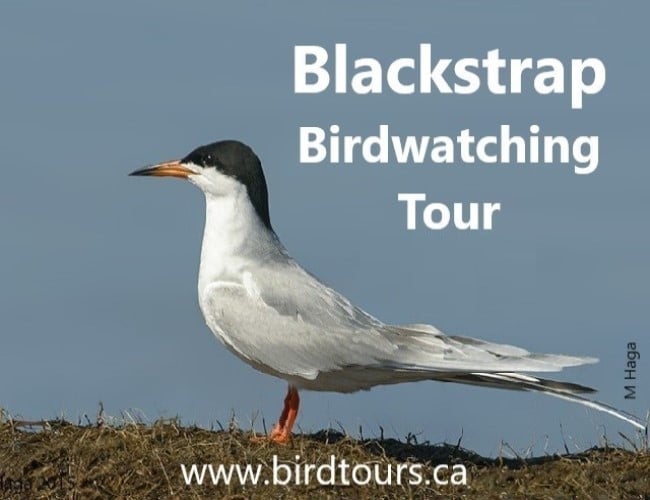 Blackstrap Lake Birdwatching and Bird Photography Tour
