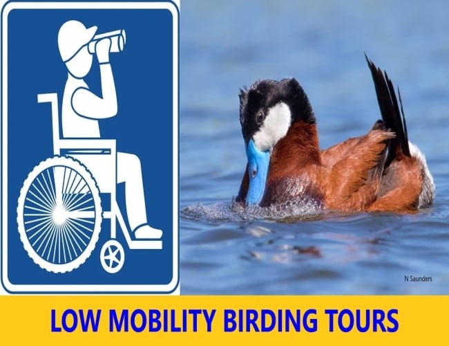 Low Mobility Birding Tours