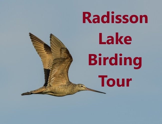 Radisson Lake Birding Tour