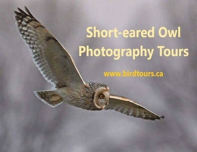 Short-eared Owl Photography Tours