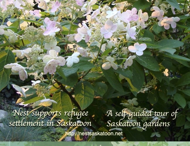 Poster with blooming hydrangea plant .