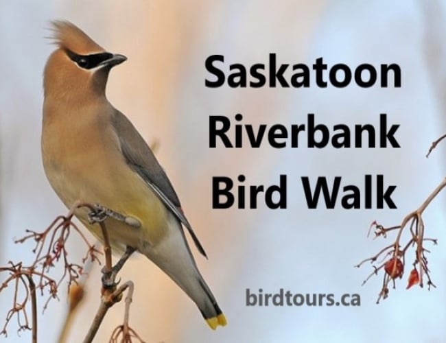 Saskatoon Riverbank Bird Walk