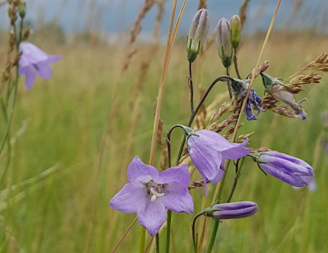purple flowers