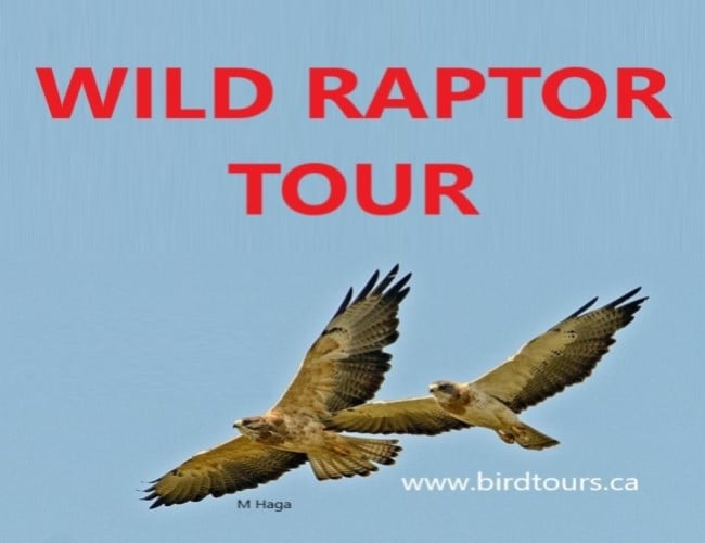 Wild Raptor Tour