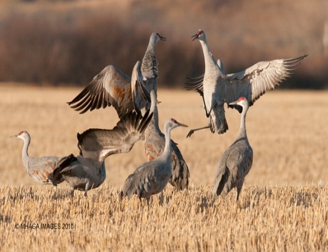 Pike Lake Sandhill Crane Tour
