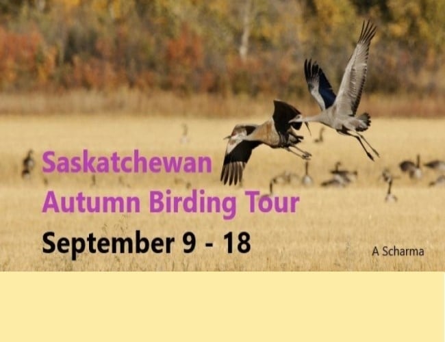 Saskatchewan Autumn Birding Tour: September 9 - 18
