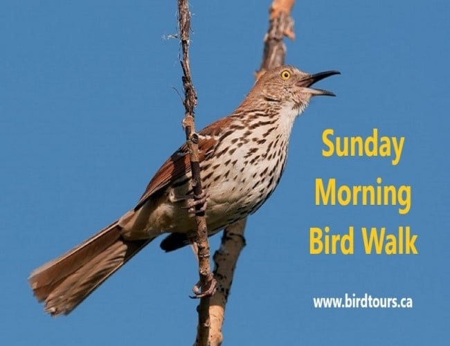 Sunday Morning Bird Walk