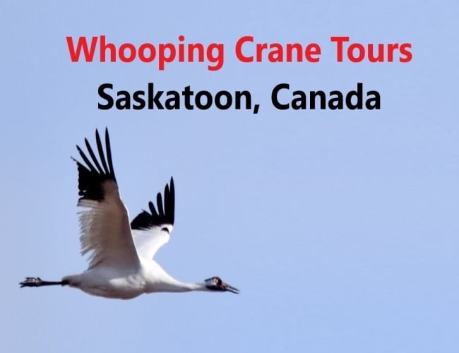Whooping Crane guided tour