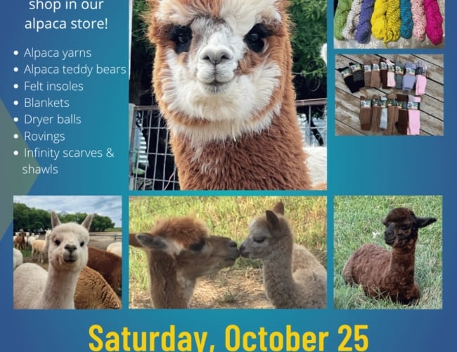 Come meet our alpacas!